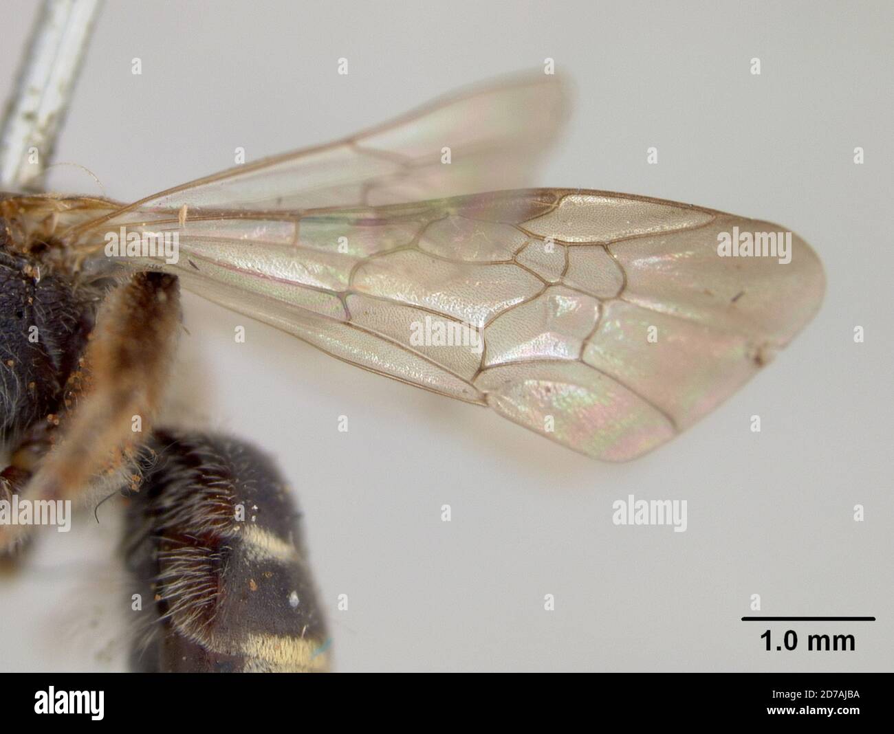 Halictina Insect Pinned, Carcaraña, Sante Fe, Argentina, Halictus perzonatus Cockerell ...