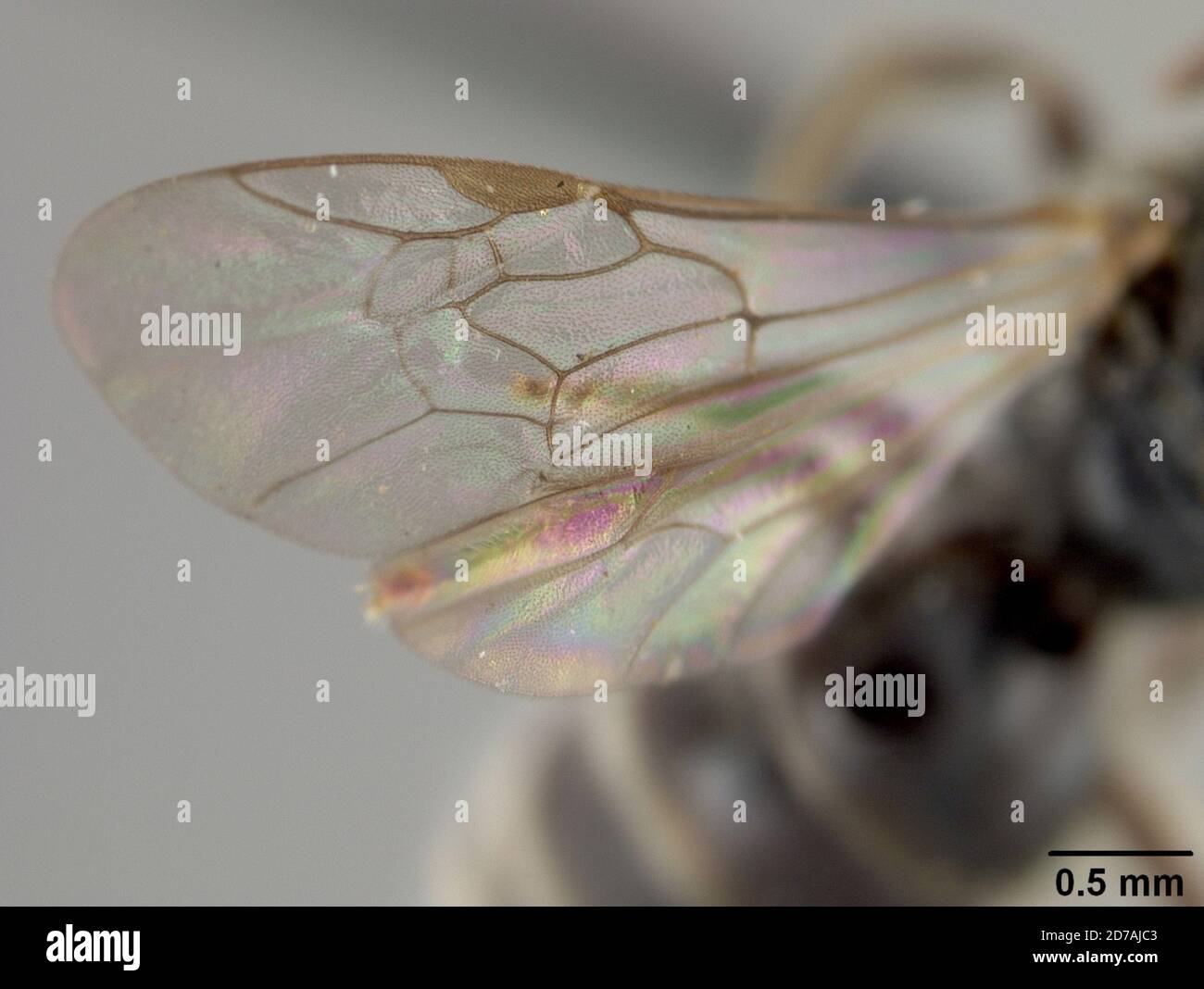 Halictina Insect Pinned, Preobrageniya Bay, Siberia, Union of Soviet Socialist Republics ...