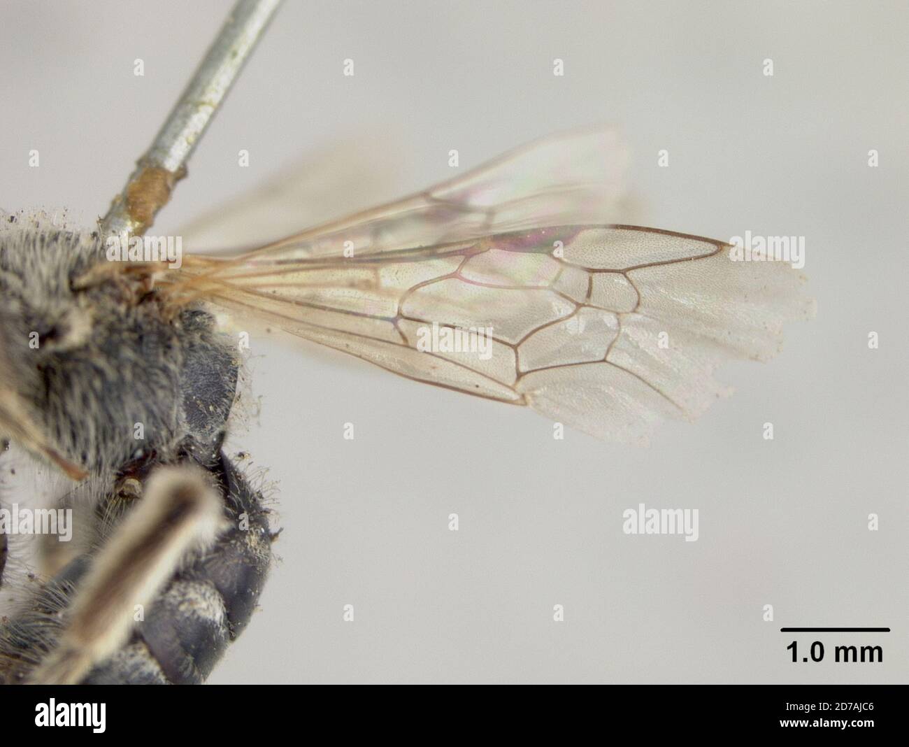 Halictina Insect Olympia, Thurston, Washington, United States, Halictus olympiae var ...