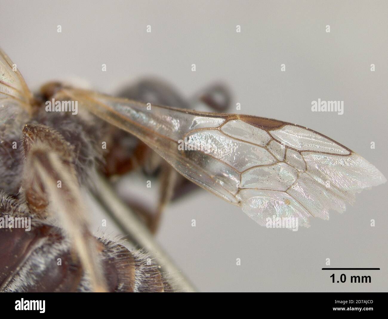 Halictina Insect Halictus sisymbrii cockerell hi-res stock photography and images - Alamy