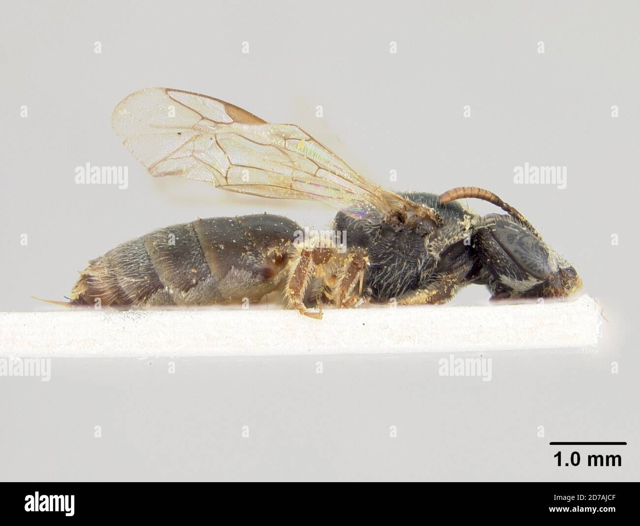 Halictina Insect Halictus subinclinans cockerell hi-res stock photography and images - Alamy