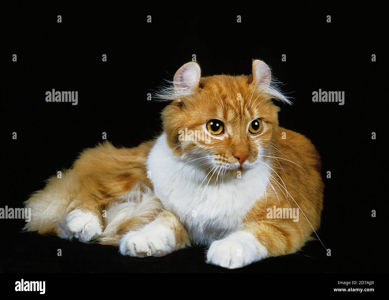 American curl cats hi-res stock photography and images - Alamy