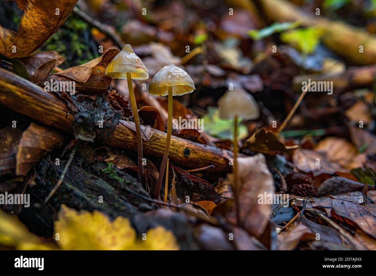 Mycena epipterygia is a species of fungi in the family Mycenaceae of mushrooms commonly found in Europe Stock Photo