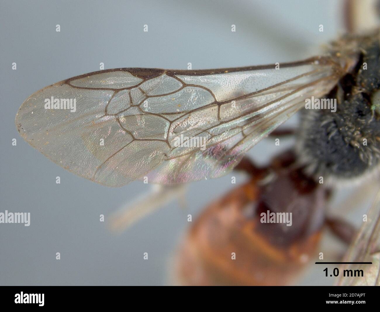 Halictina Insect Pinned, Meadow Valley, Mexico, Sphecodes mexicanorum Cockerell, 1919 ...