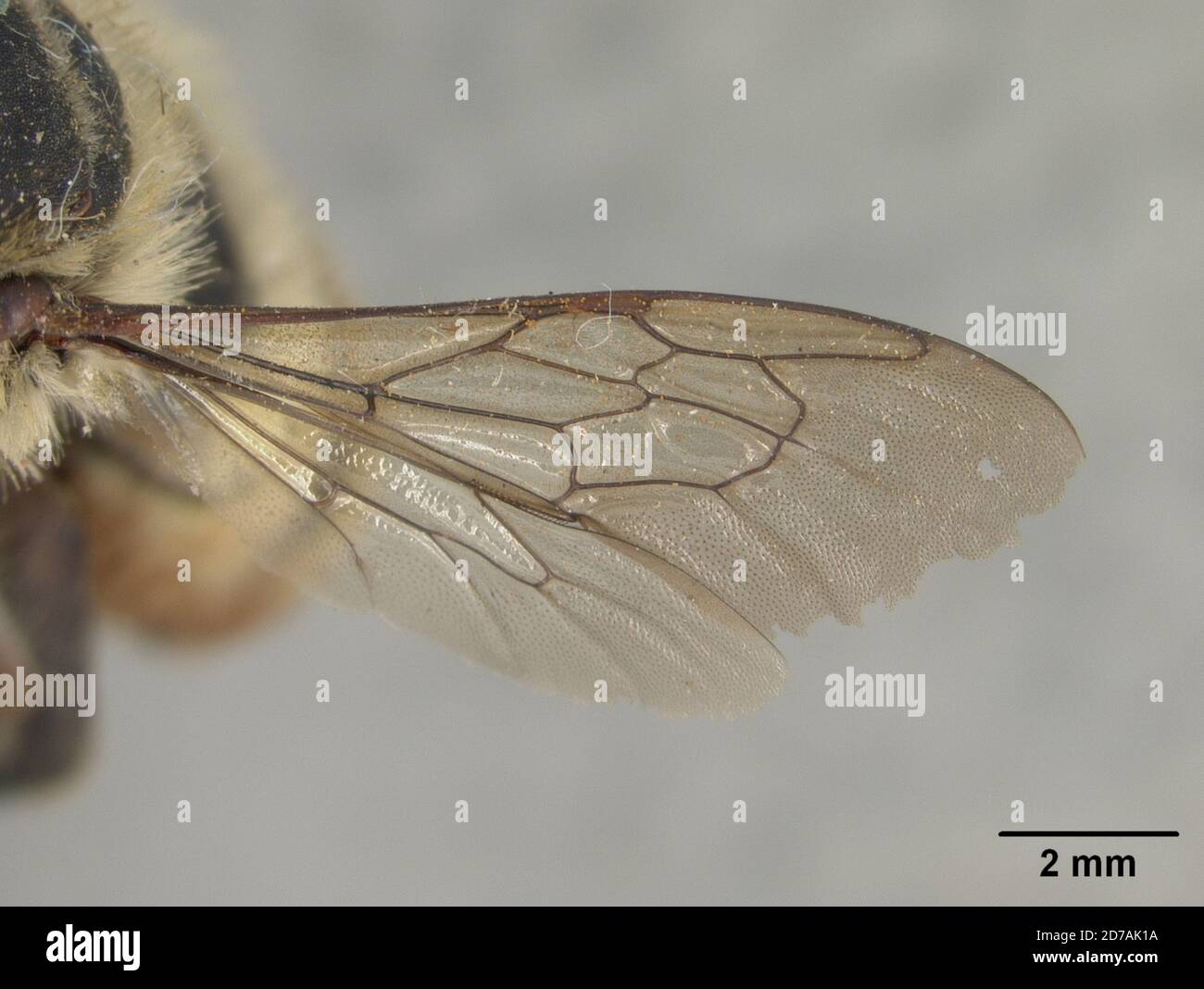 Miguel Insect Pinned, Pecos, San Miguel, New Mexico, United States, Megachile emoryi ...