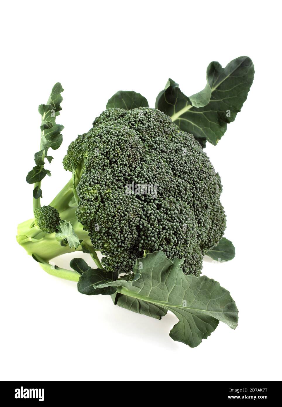 BROCCOLI CABBAGE AGAINST WHITE BACKGROUND Stock Photo
