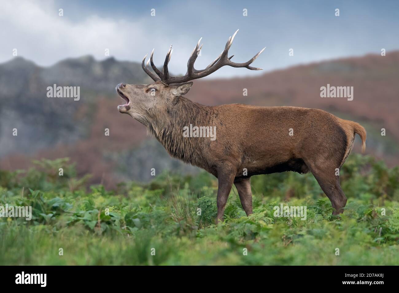 Red Deer Stag (Cervus elaphus) bellowing/bolving for his hinds in rutting season Stock Photo