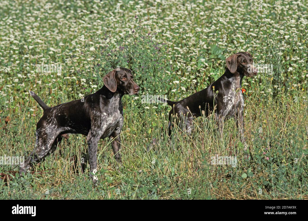 GERMAN SHORT-HAIRED POINTER, ADULTS IN LONG GRASS Stock Photo