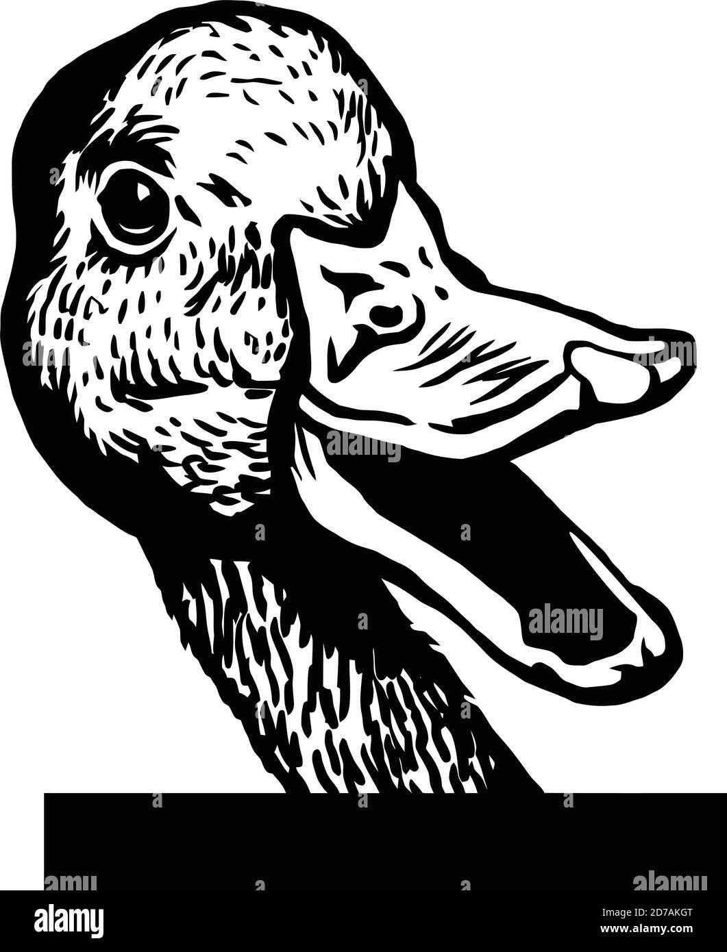Peeking Duck - Cheerful Duck peeking out - face head isolated on white - vector stock Stock Vector