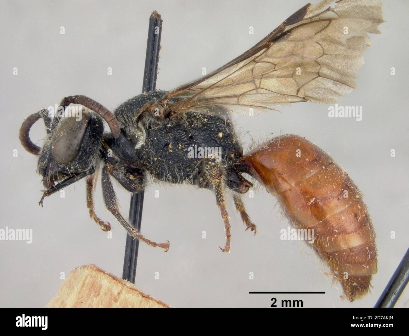 Pinned, Waldoboro, Lincoln, Maine, United States, Sphecodes persimilis