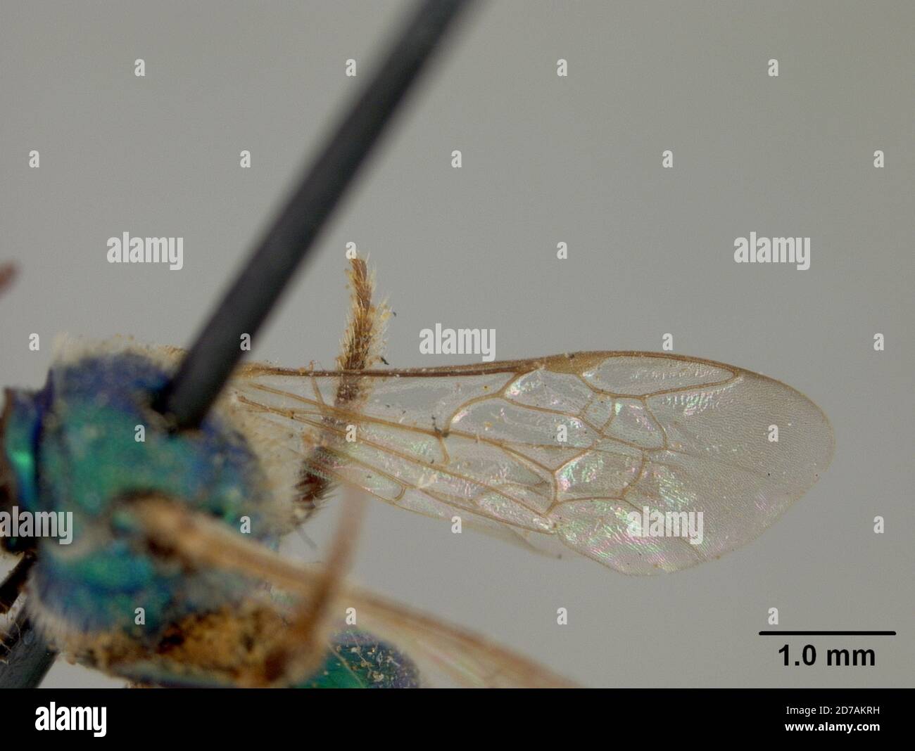 Halictina Insect Coloradensis hi-res stock photography and images - Alamy