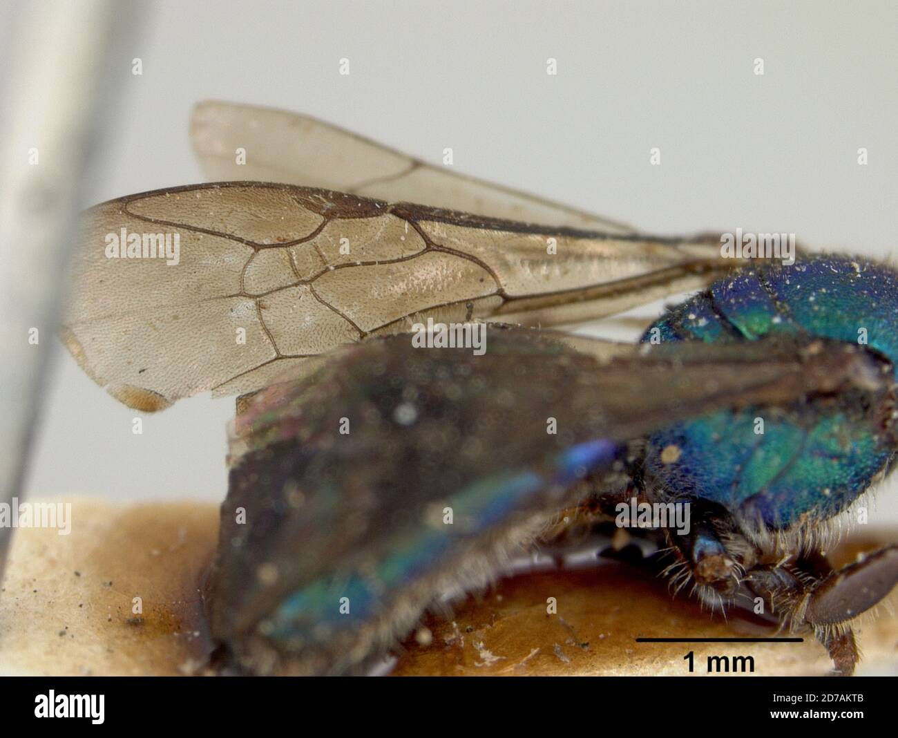 Halictina Insect Oxystoglossa cyaneoviridis ashmead hi-res stock photography and images ...