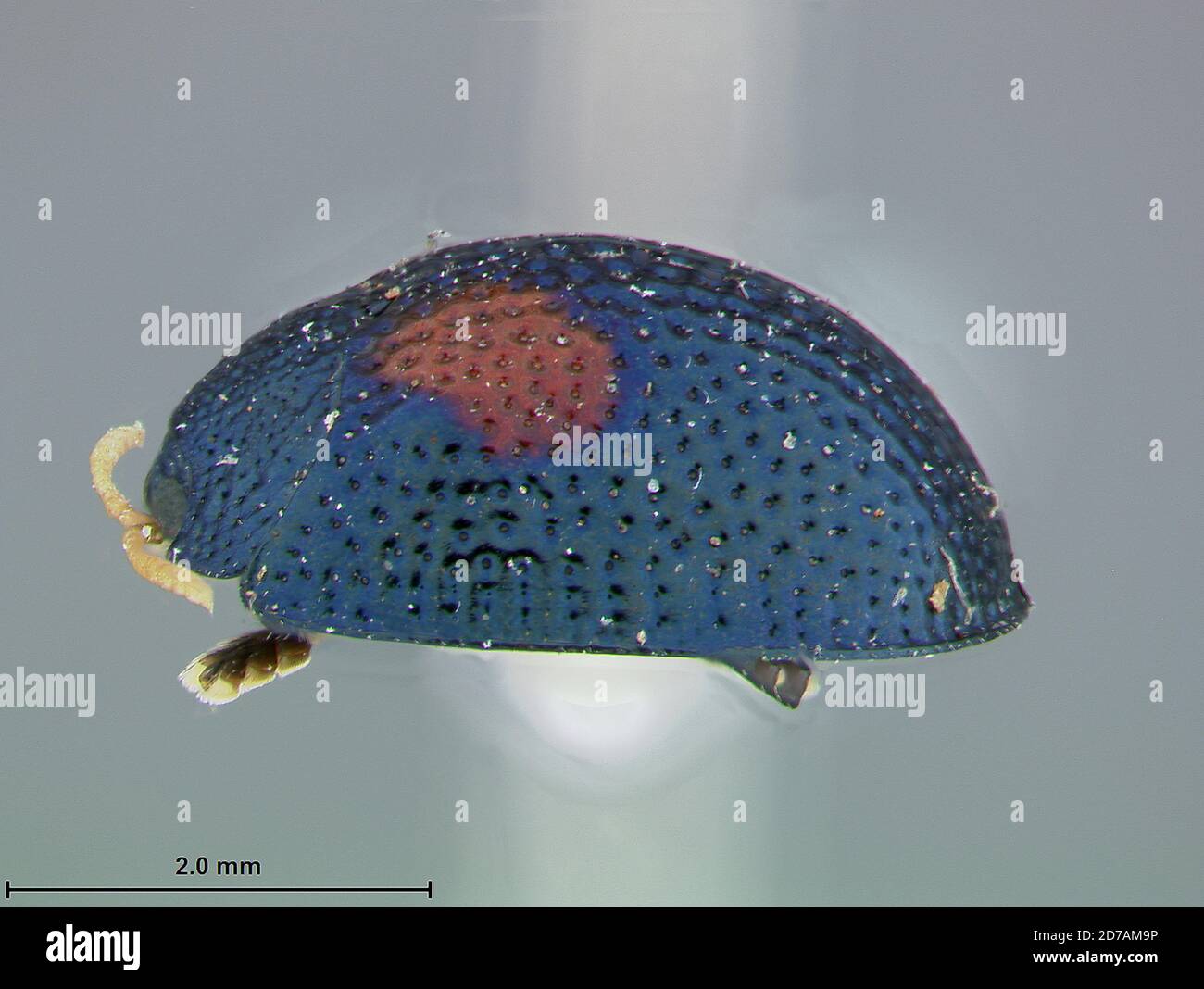 Balarke Insect Pinned, Baragua, Cuba, Hemisphaerota bimaculata Blake, 1971, Animalia ...