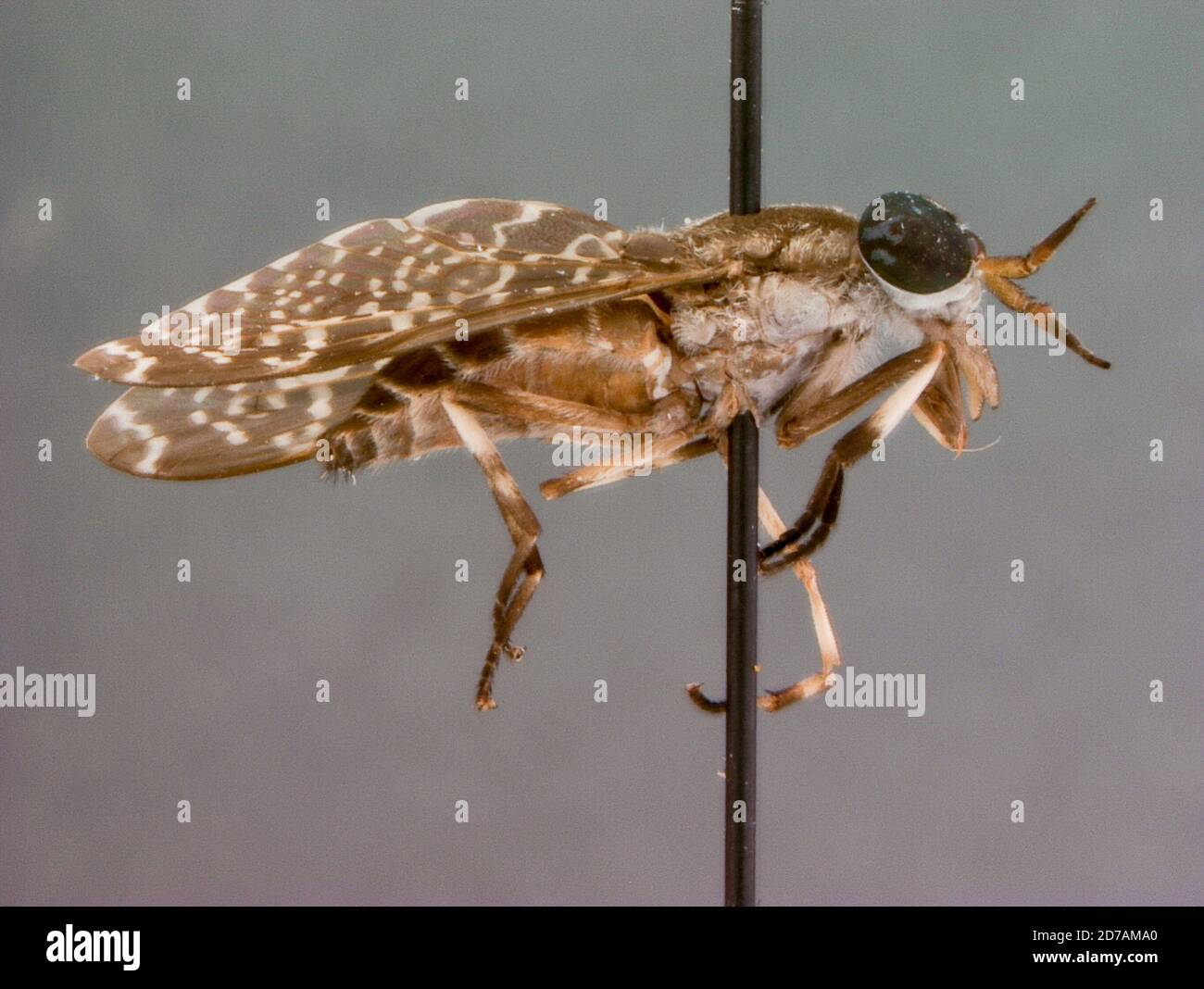 Tambuohan Insect 1974 animalia hi-res stock photography and images - Alamy