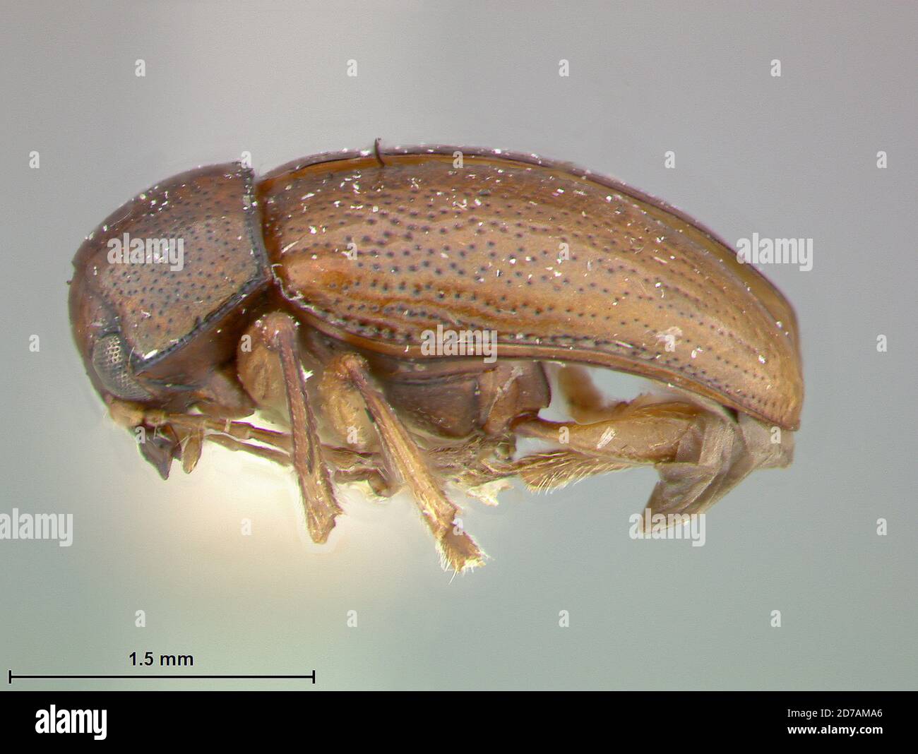 Pinned, Basilan, Philippines, Colaspoides weisei Medvedev, 2006, Animalia, Arthropoda, Insecta, Coleoptera, Chrysomelidae Stock Photo