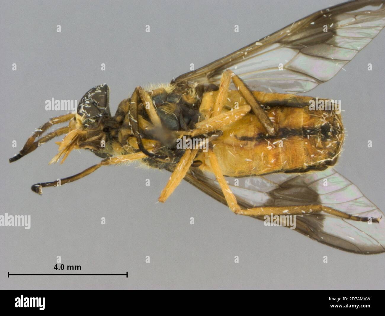 Suifu, Sichuan, China, Chrysops striatula Pechuman, 1943, Animalia, Arthropoda, Insecta, Diptera, Brachycera, Tabanidae, Chrysopsinae Stock Photo