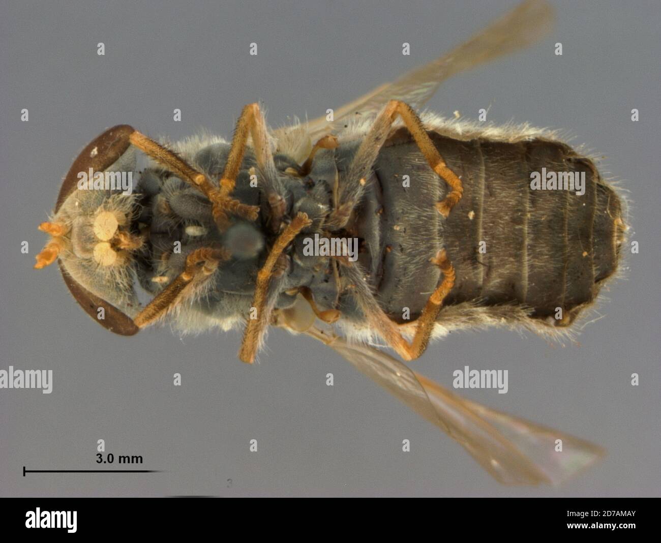 Medina, Ohio, United States, Tabanus pruinosus Hine, 1900, Animalia, Arthropoda, Insecta, Diptera, Brachycera, Tabanidae, Tabaninae Stock Photo