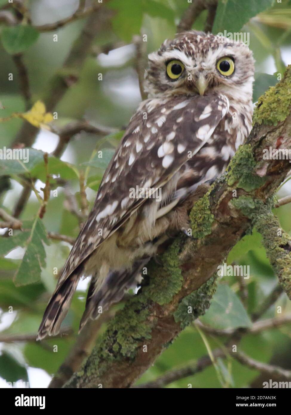 Little Owl, Athene noctua Stock Photo Alamy