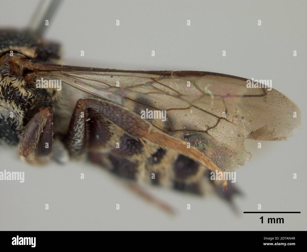 Pinned, Dapitan, Mindanao, Zamboanga del Norte, Philippines, Coelioxys ...