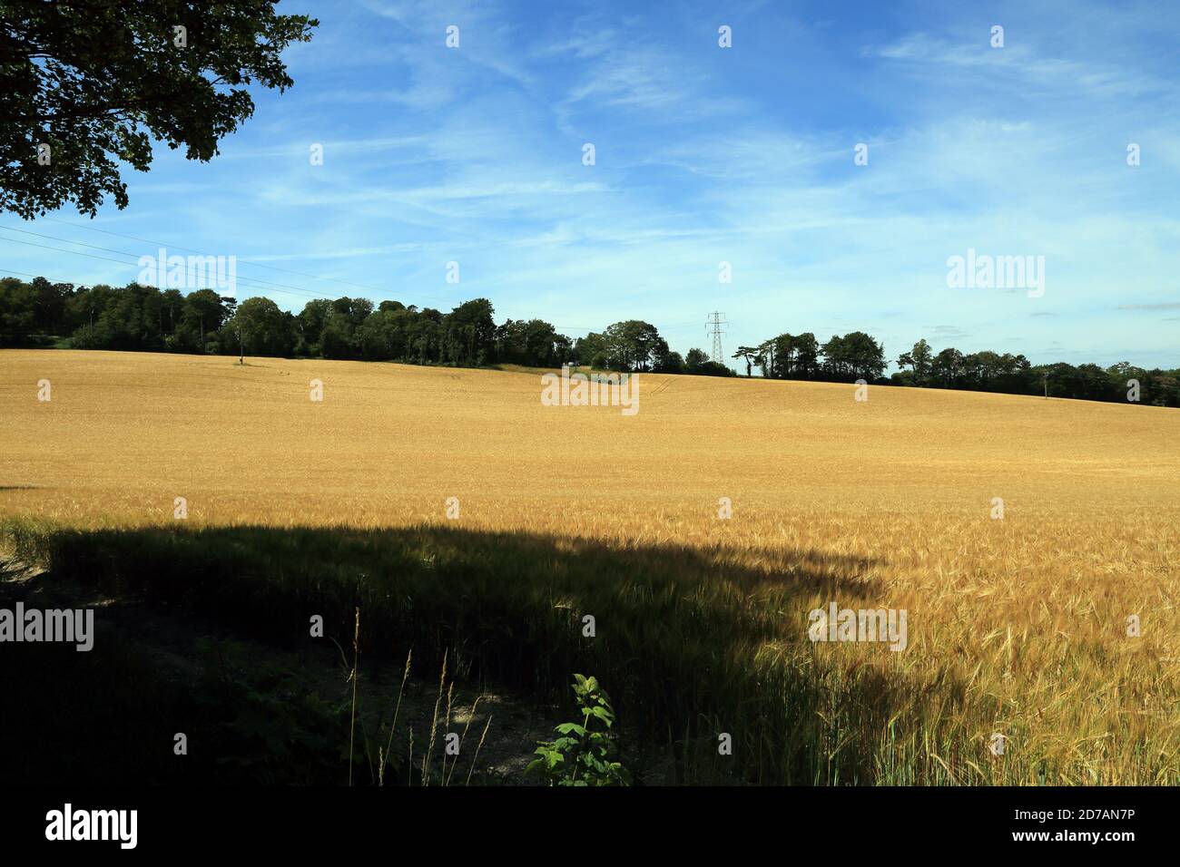 Views across fields towards Chartham from above Cockering Lane, Chartham, Canterbury, Kent, England, United Kingdom Stock Photo