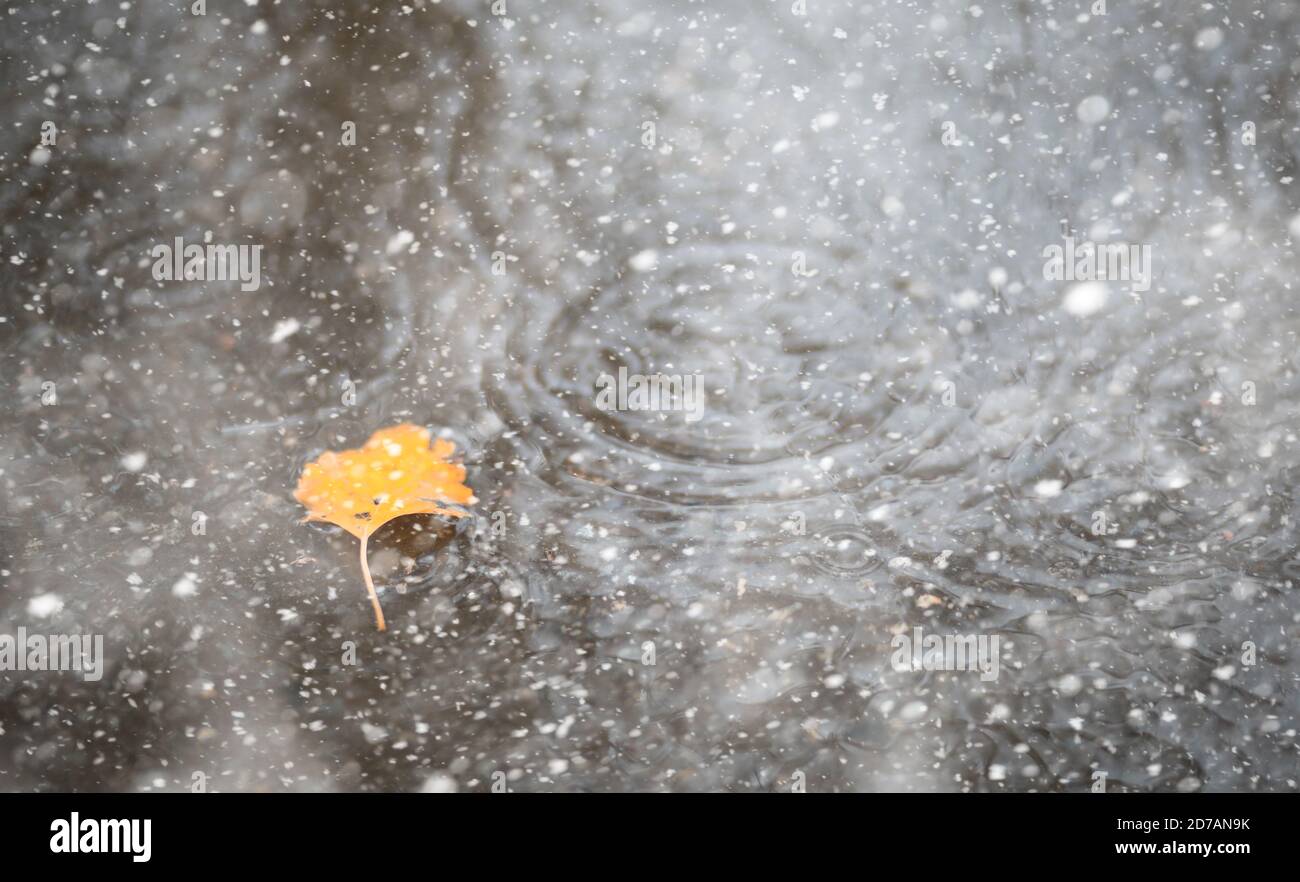 Autumn park in the first snow Stock Photo - Alamy