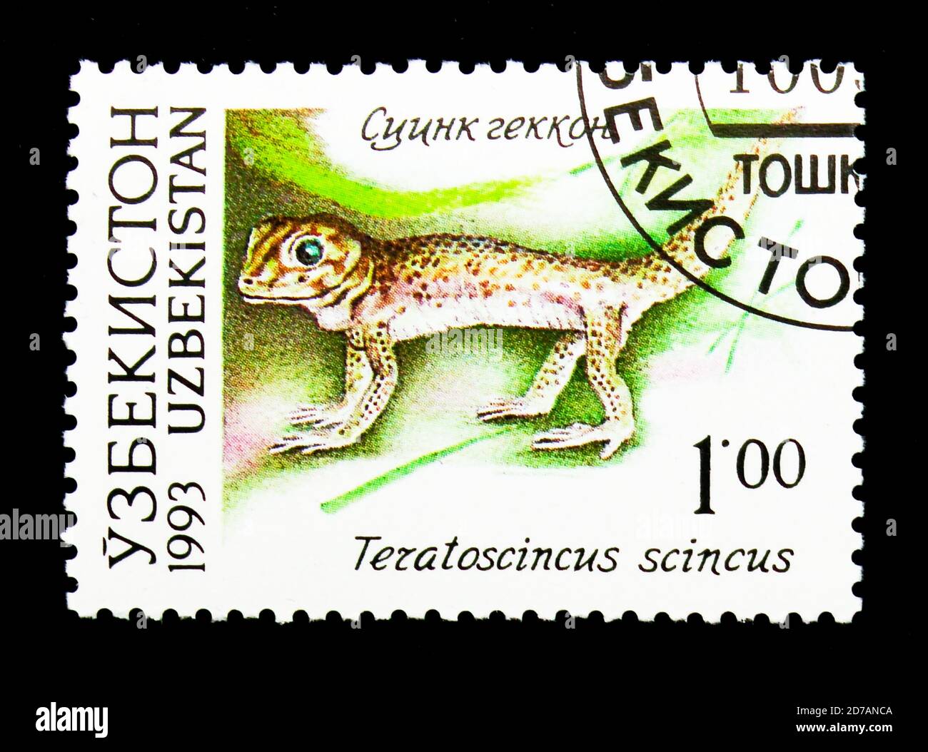 MOSCOW, RUSSIA - NOVEMBER 26, 2017: A stamp printed in Uzbekistan shows Common Wonder Gecko (Teratoscincus scincus), Fauna of Uzbekistan serie, circa Stock Photo