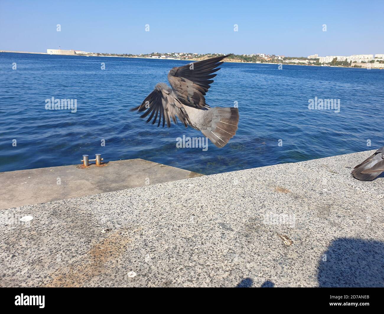 Osprey on the beach Stock Photo Alamy