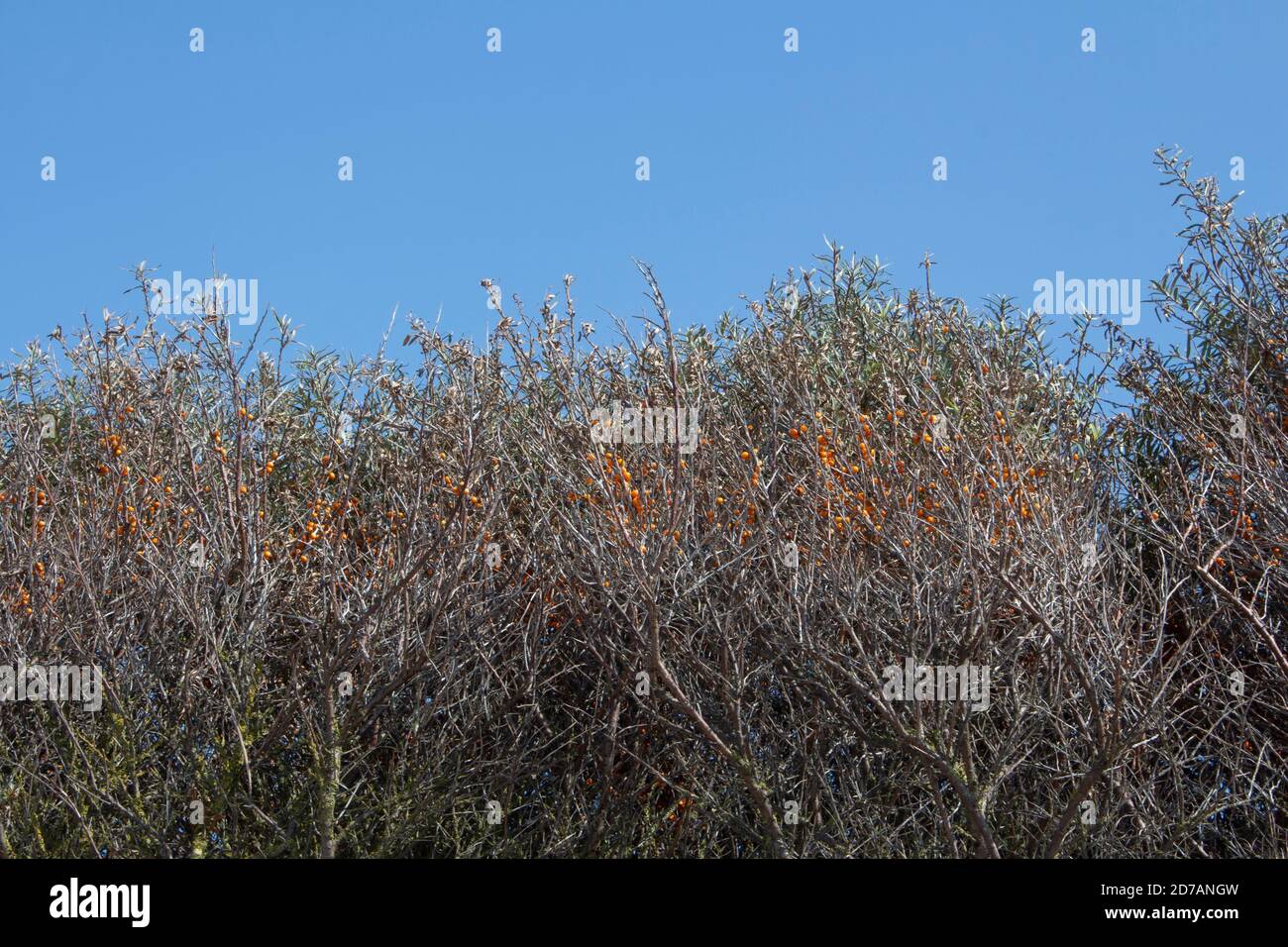 Leafless Bushes or Shrubs with Orange Berries Stock Photo