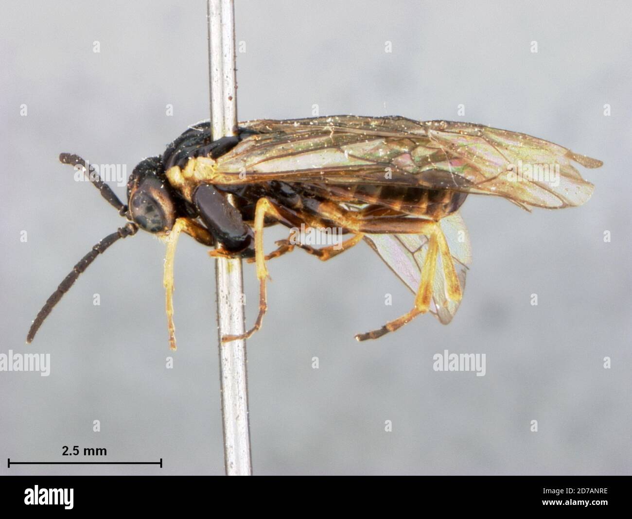 Arizona, United States, Eriocampidea arizonensis Ashmead, 1898, Animalia, Arthropoda, Insecta, Hymenoptera, Symphyta, Tenthredinidae Stock Photo