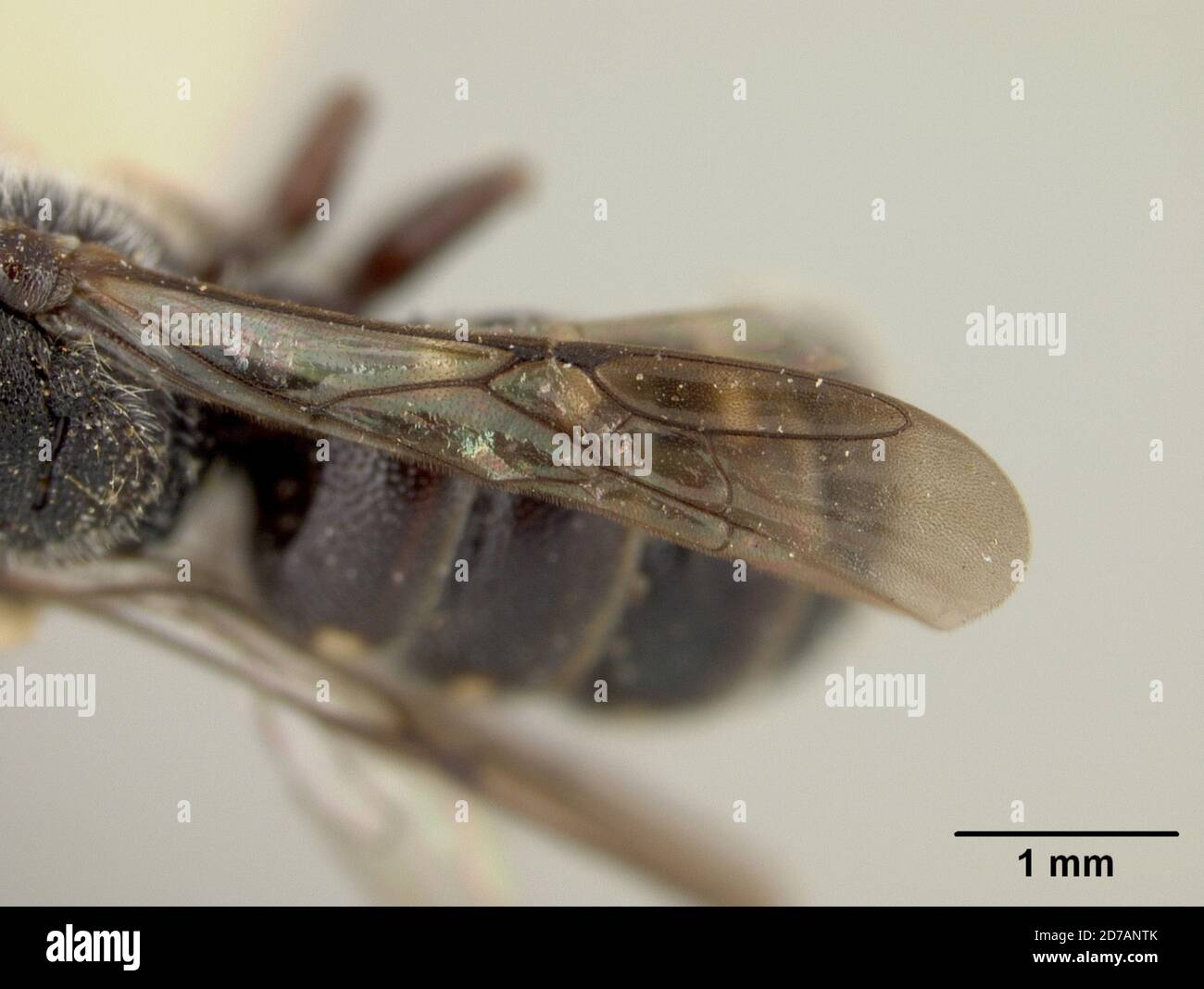 Pinned, Kansas, United States, Stelis coarctatus Crawford, 1916, Animalia, Arthropoda, Insecta, Hymenoptera, Megachilidae Stock Photo