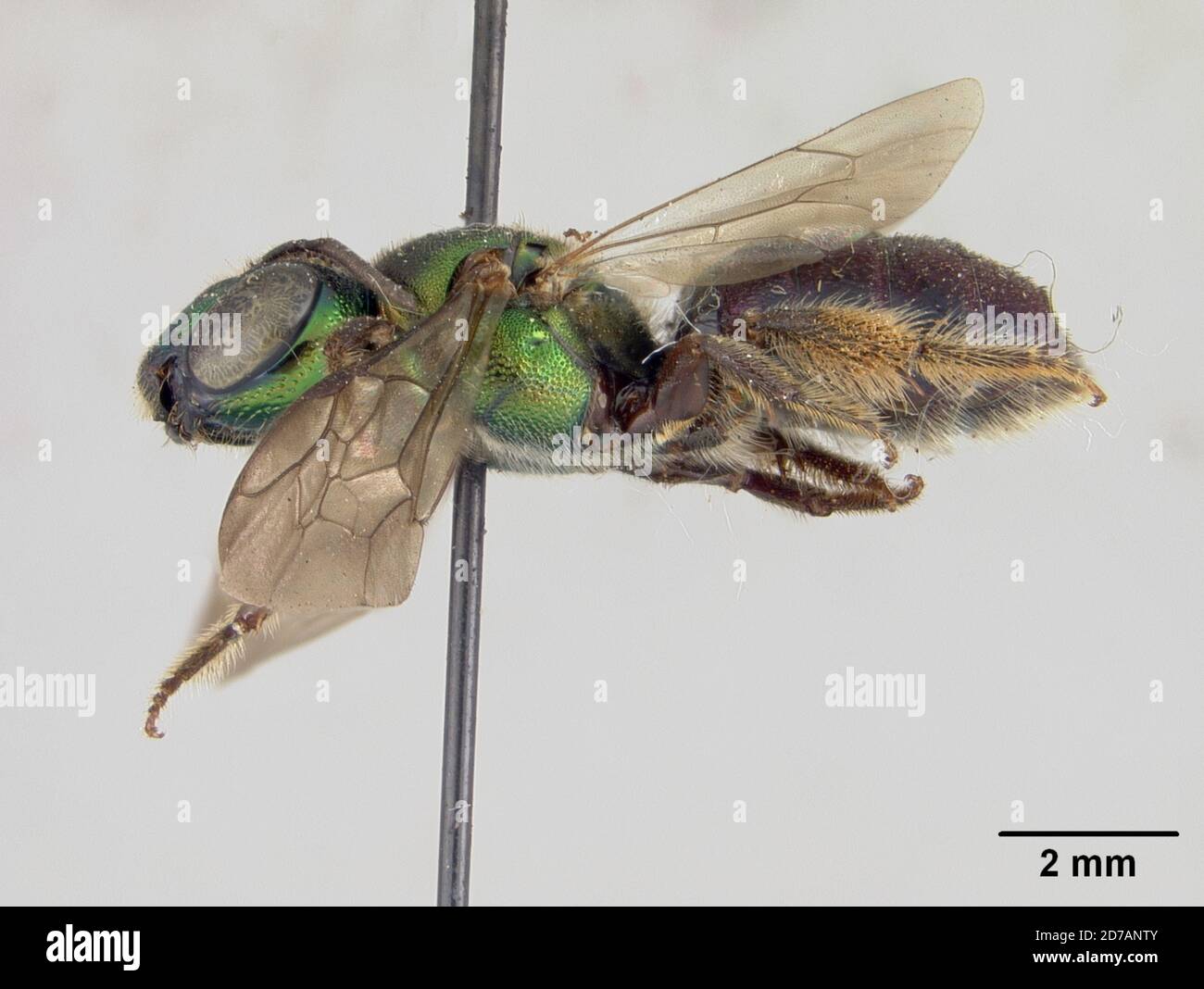 pinned, Belize, Ceratina belizensis Baker, 1907, Animalia, Arthropoda, Insecta, Hymenoptera, Apidae Stock Photo