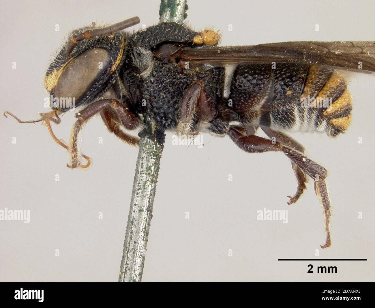 Pinned, Mexico, Stelis veraecrucis Cockerell, 1917, Animalia, Arthropoda, Insecta, Hymenoptera, Megachilidae Stock Photo