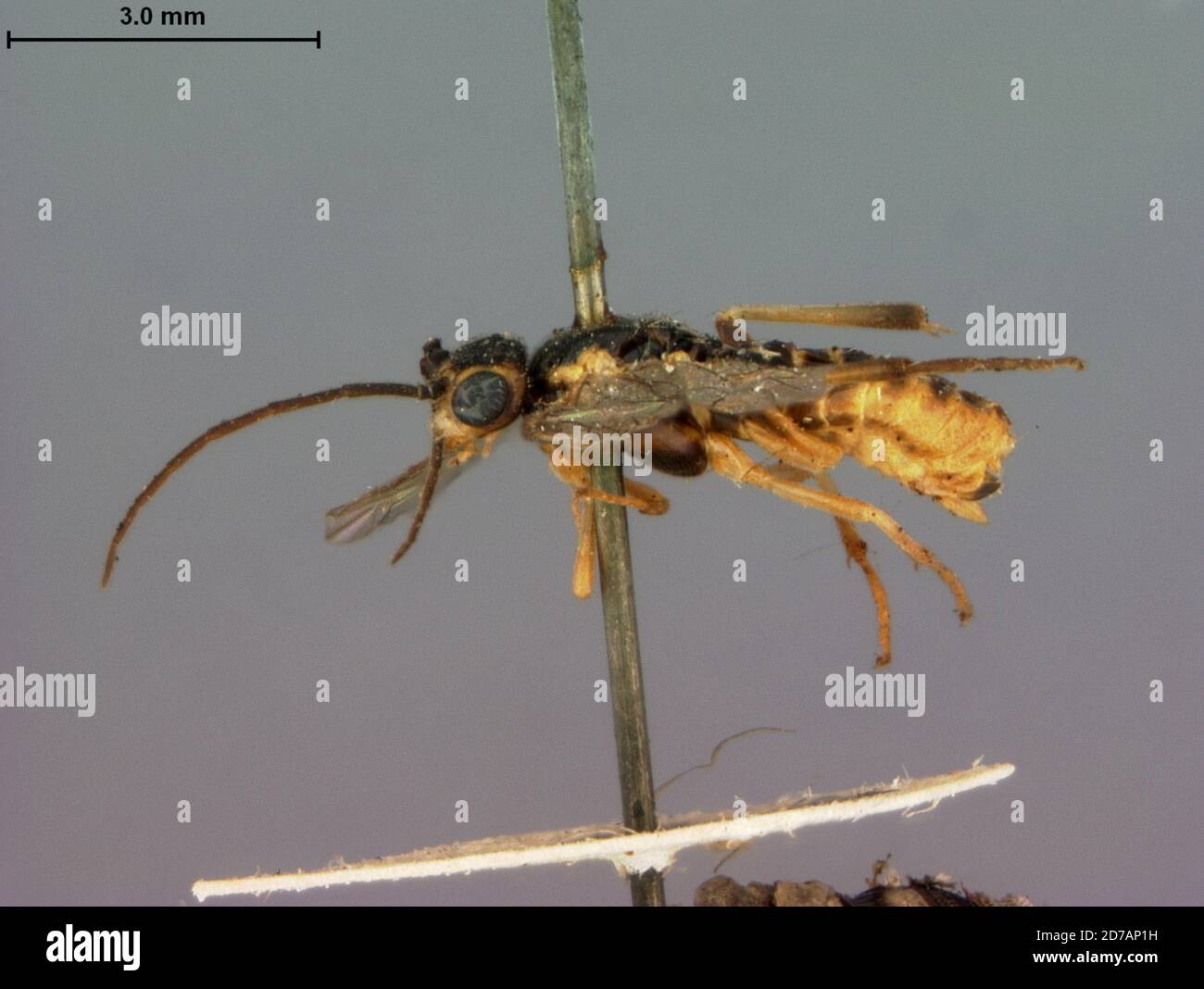 North America, Pteronus marlatti Dyar, 1895, Animalia, Arthropoda, Insecta, Hymenoptera, Symphyta, Tenthredinidae Stock Photo