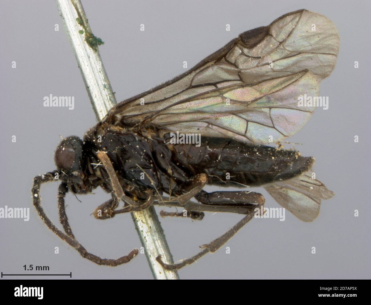 Metlakatla, Prince of WalesHyder, Alaska, United States, Monophadnus insularis Kincaid, 1900