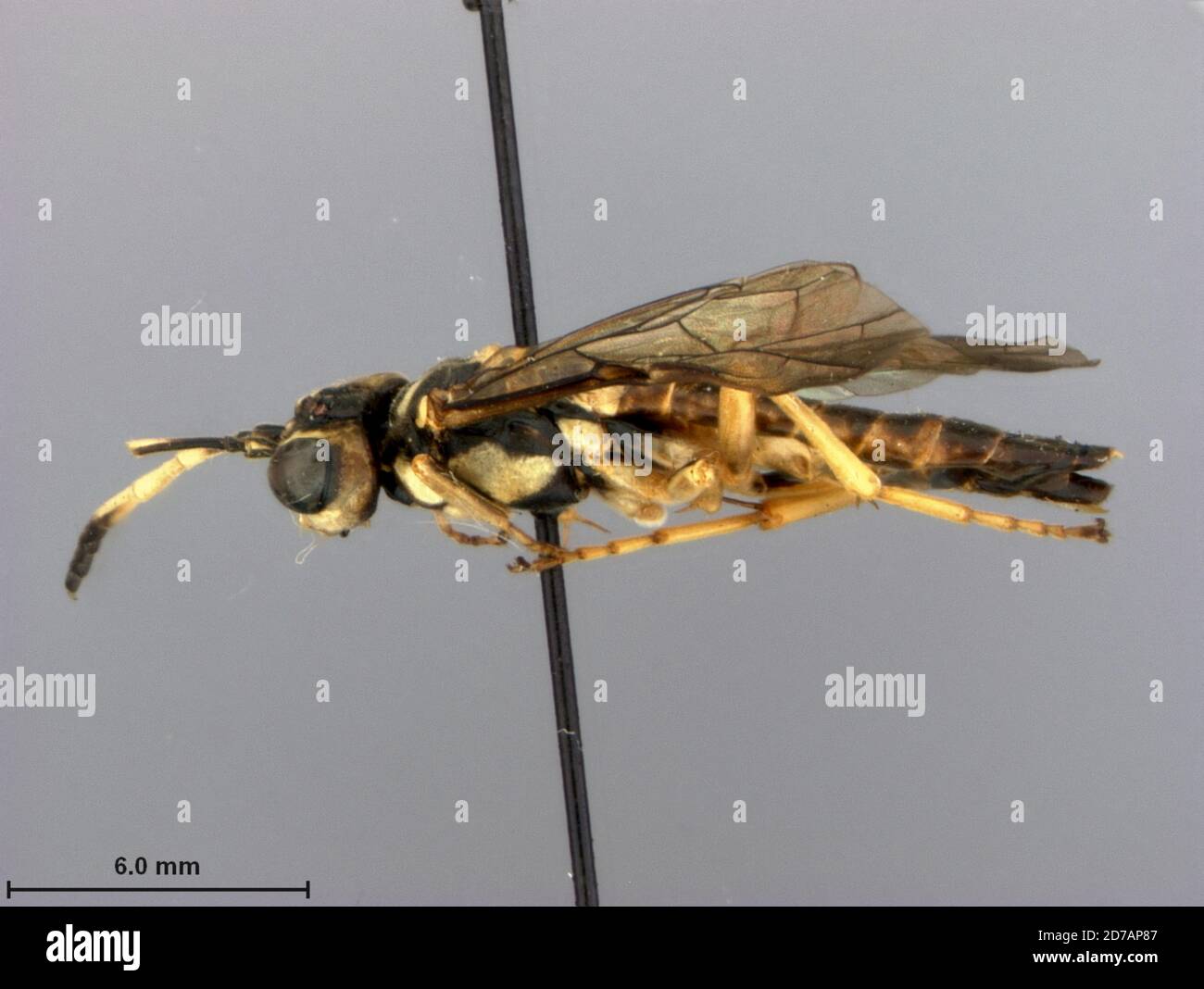 Foot of Washan, Sichuan, China, Tenthredo pronotalis Malaise, 1945, Animalia, Arthropoda, Insecta, Hymenoptera, Symphyta, Tenthredinidae Stock Photo