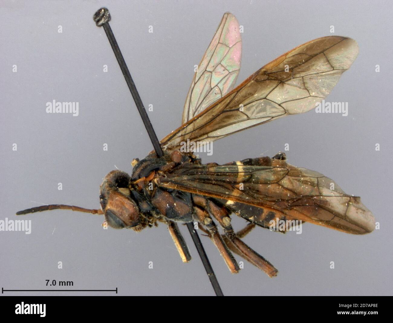 Yaogi, Sichuan, China, Tenthredo nigrobrunnea Malaise, 1945, Animalia, Arthropoda, Insecta, Hymenoptera, Symphyta, Tenthredinidae Stock Photo