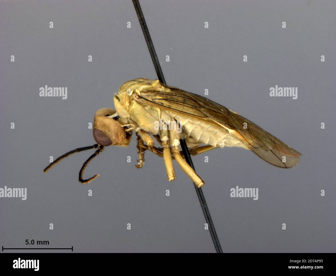 Near Moping, Sichuan, China, Tenthredo trunca verticina Malaise, 1945, Animalia, Arthropoda, Insecta, Hymenoptera, Symphyta, Tenthredinidae Stock Photo