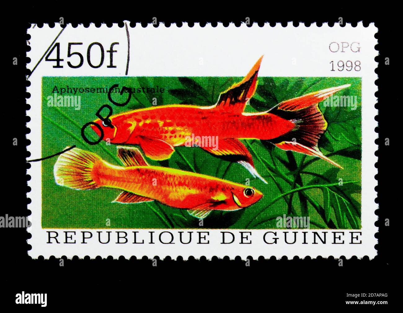 MOSCOW, RUSSIA - NOVEMBER 26, 2017: A stamp printed in Guinea shows Kap Lopez (Aphyosemion australe), Fishes serie, circa 1998 Stock Photo