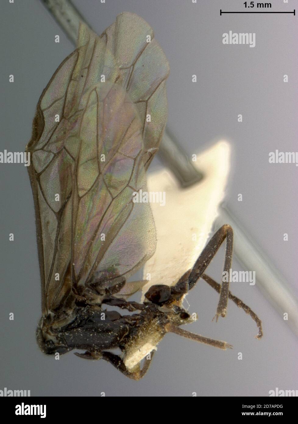 Colorado, United States, Poecilostoma punctulata Weldon, 1907, Animalia, Arthropoda, Insecta, Hymenoptera, Symphyta, Tenthredinidae Stock Photo