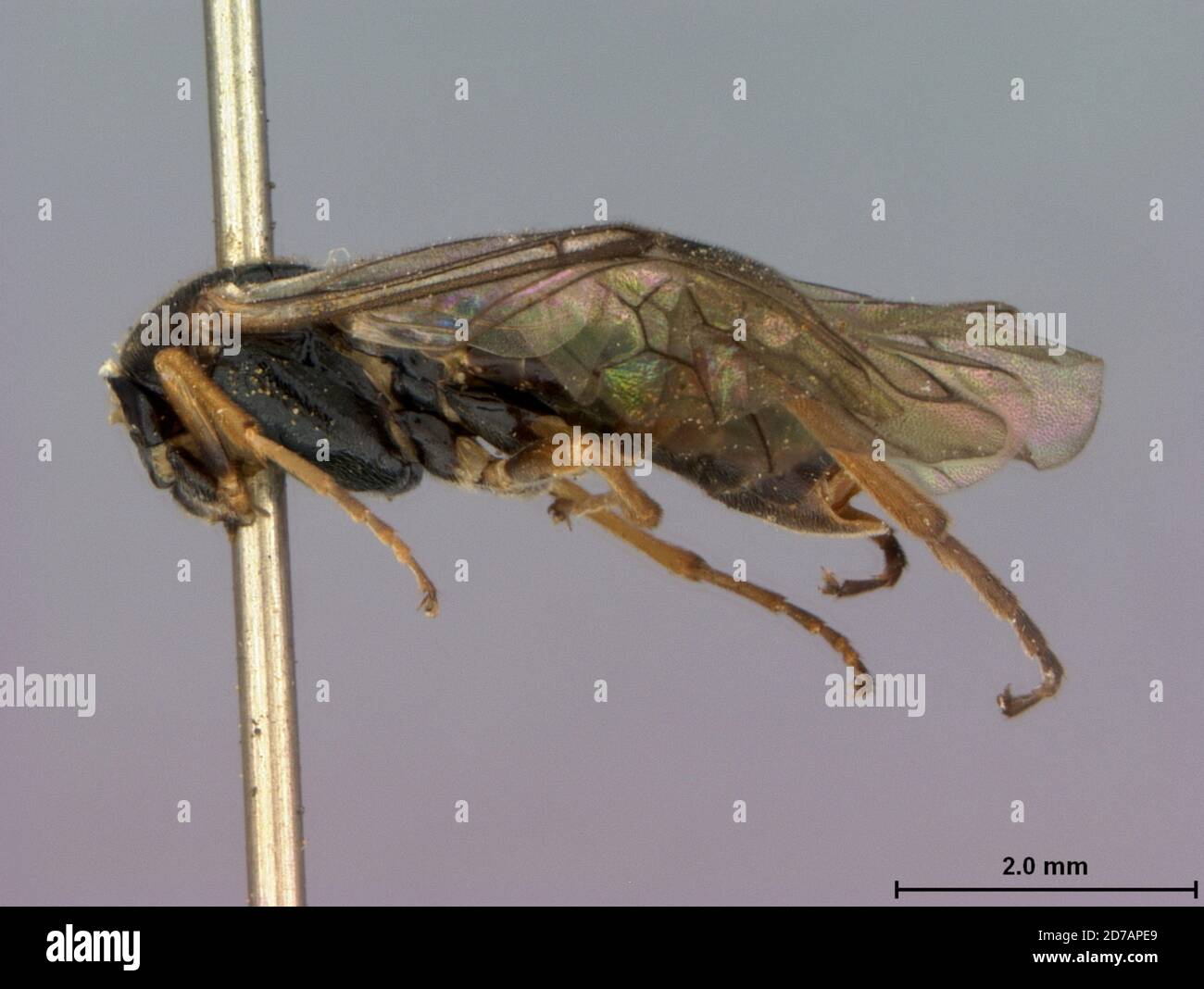 Oregon, United States, Pachynematus koebelei Marlatt, 1896, Animalia, Arthropoda, Insecta, Hymenoptera, Symphyta, Tenthredinidae Stock Photo
