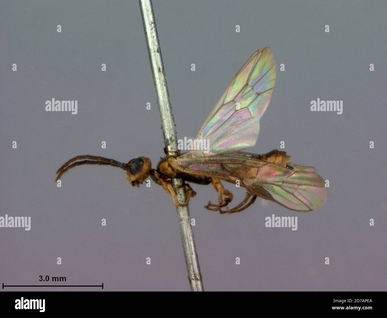 Virginia, United States, Pontania gracilis Marlatt, 1896, Animalia, Arthropoda, Insecta, Hymenoptera, Symphyta, Tenthredinidae Stock Photo