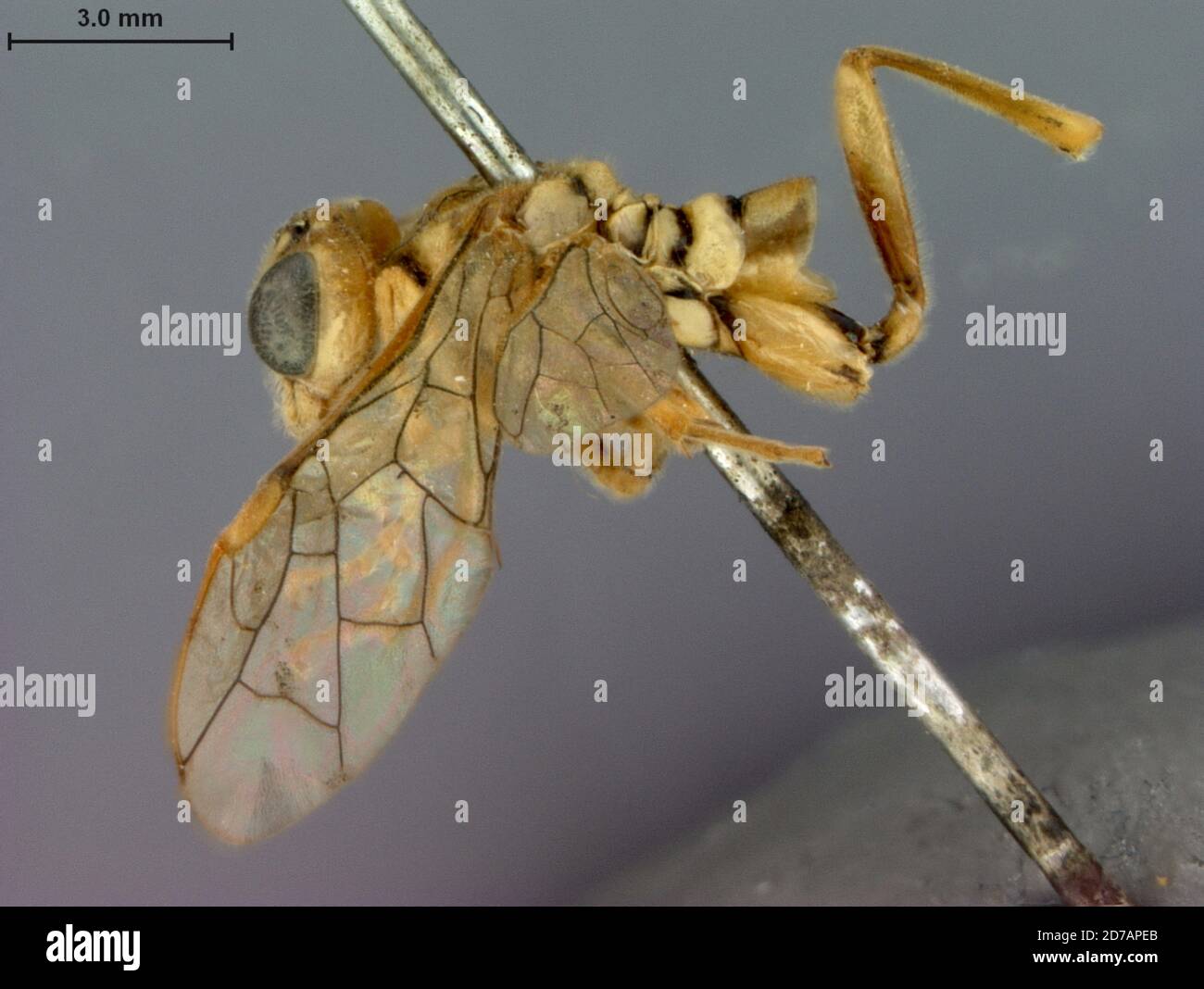 Japan, Tenthredo flavida Marlatt, 1898, Animalia, Arthropoda, Insecta, Hymenoptera, Symphyta, Tenthredinidae Stock Photo