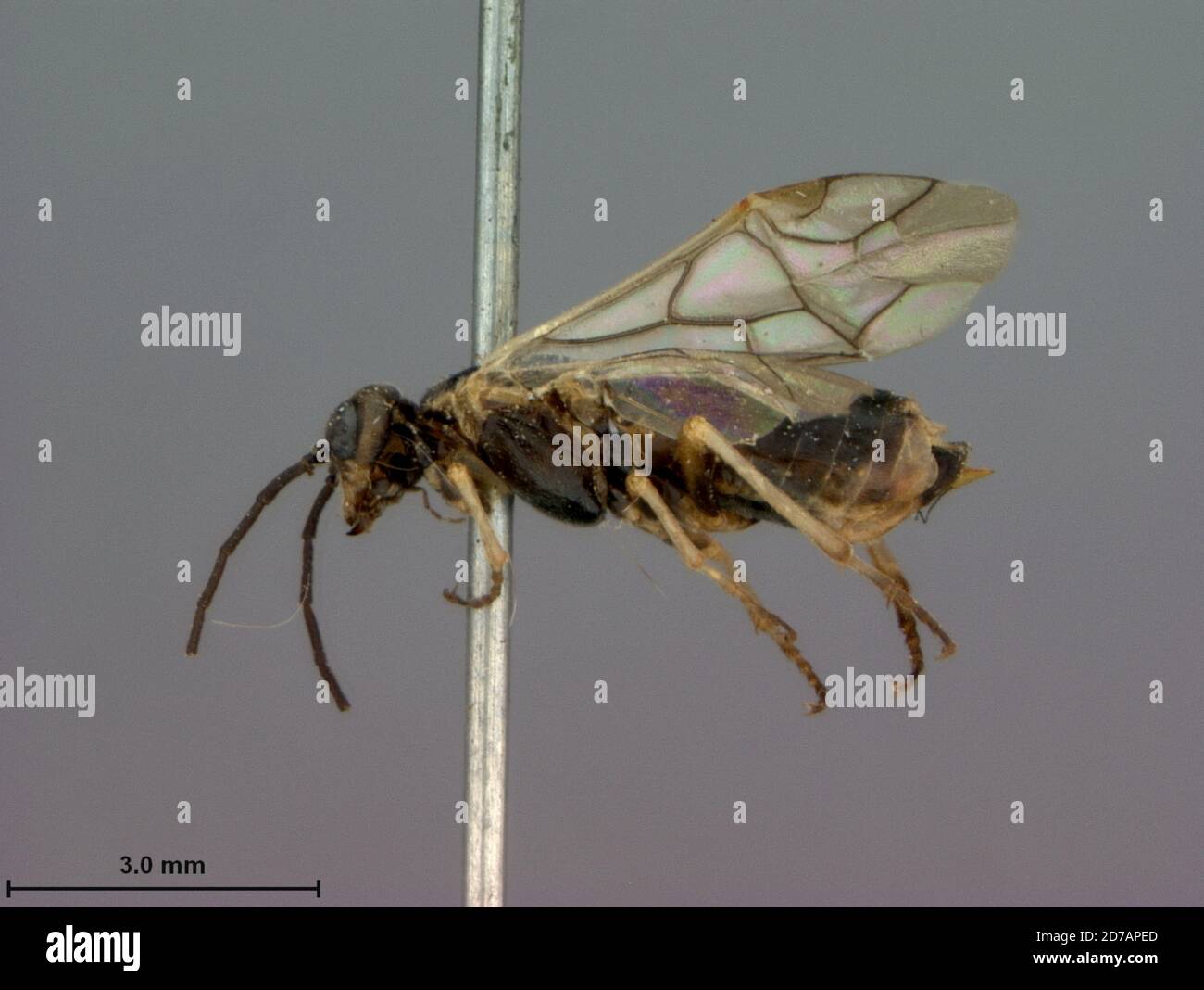 Colorado, United States, Pachynematus coloradensis Marlatt, 1896, Animalia, Arthropoda, Insecta, Hymenoptera, Symphyta, Tenthredinidae Stock Photo