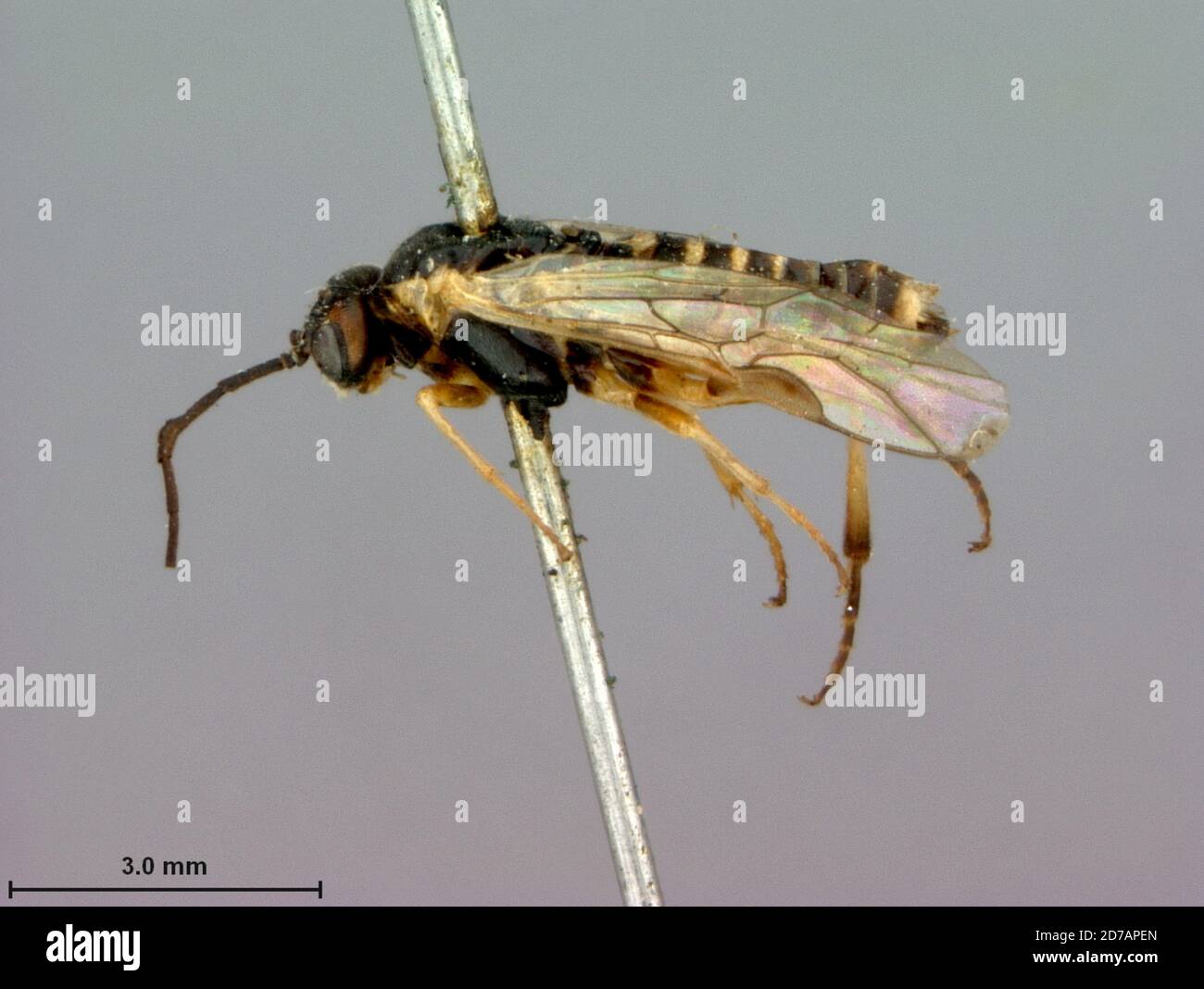 Montana, United States, Pachynematus clypeatus Marlatt, 1896, Animalia, Arthropoda, Insecta, Hymenoptera, Symphyta, Tenthredinidae Stock Photo
