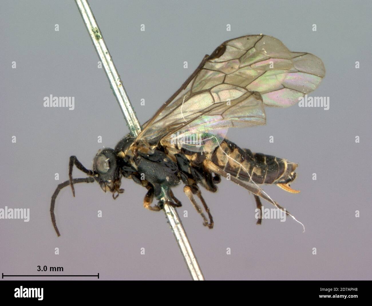 Colorado, United States, Empria affinis Rohwer, 1910, Animalia, Arthropoda, Insecta, Hymenoptera, Symphyta, Tenthredinidae Stock Photo
