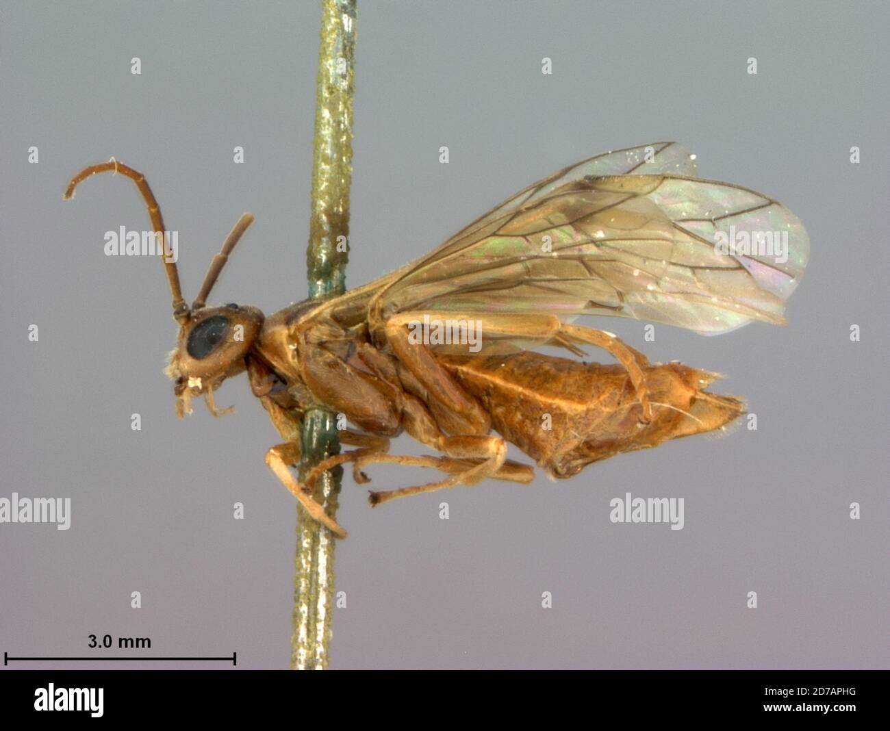 California, United States, Nematus unicolor Marlatt, 1896, Animalia, Arthropoda, Insecta, Hymenoptera, Symphyta, Tenthredinidae Stock Photo