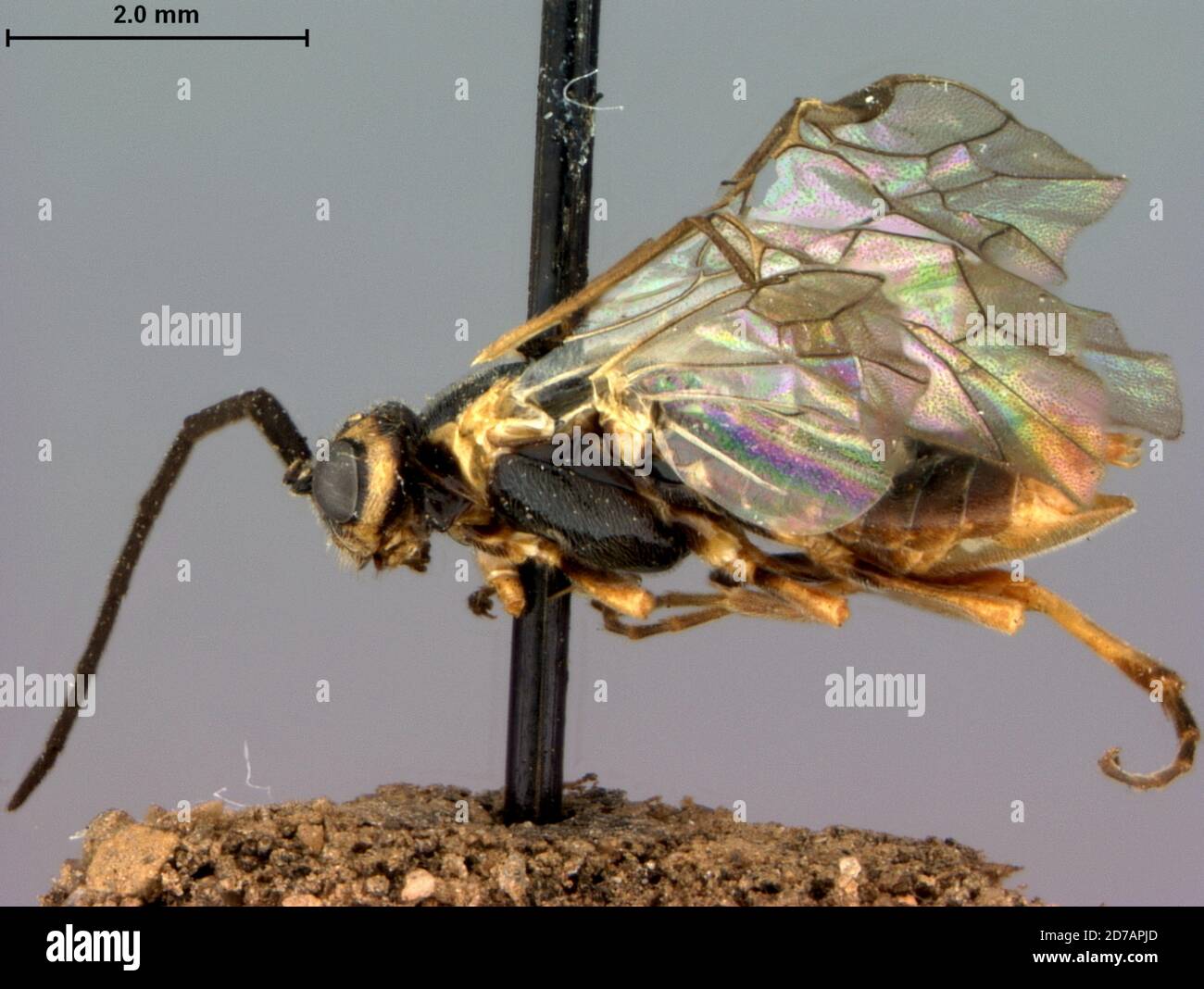 Indiana, United States, Pachynematus tritici Marlatt, 1896, Animalia, Arthropoda, Insecta, Hymenoptera, Symphyta, Tenthredinidae Stock Photo
