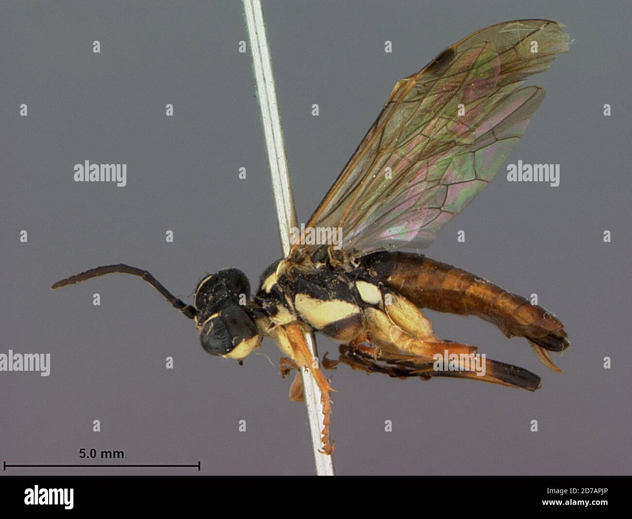 Miguel Insect Beulah, San Miguel, New Mexico, United States, Tenthredo pallicolus var ...