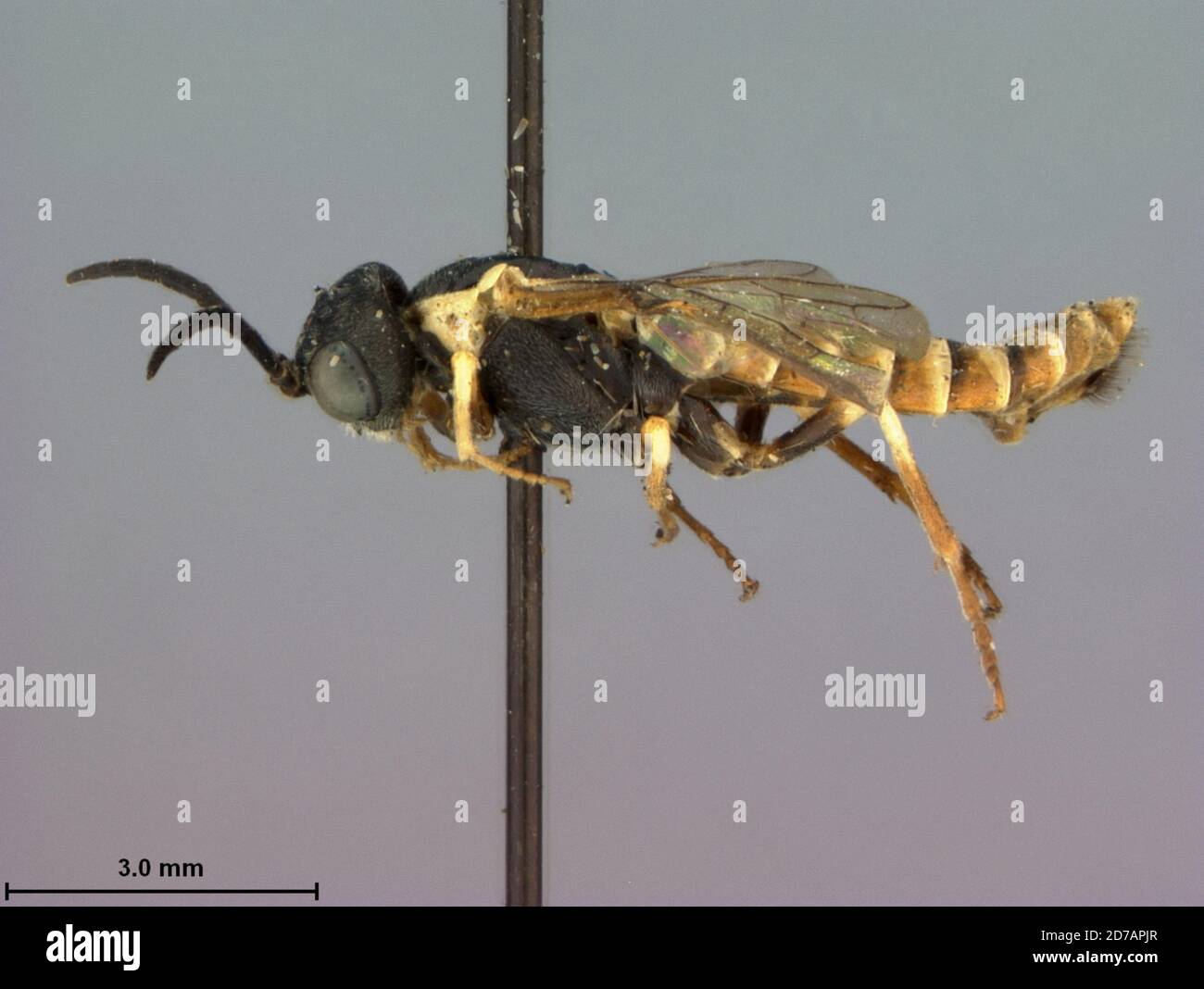 Strongylogaster alboannulatus rohwer hi-res stock photography and ...