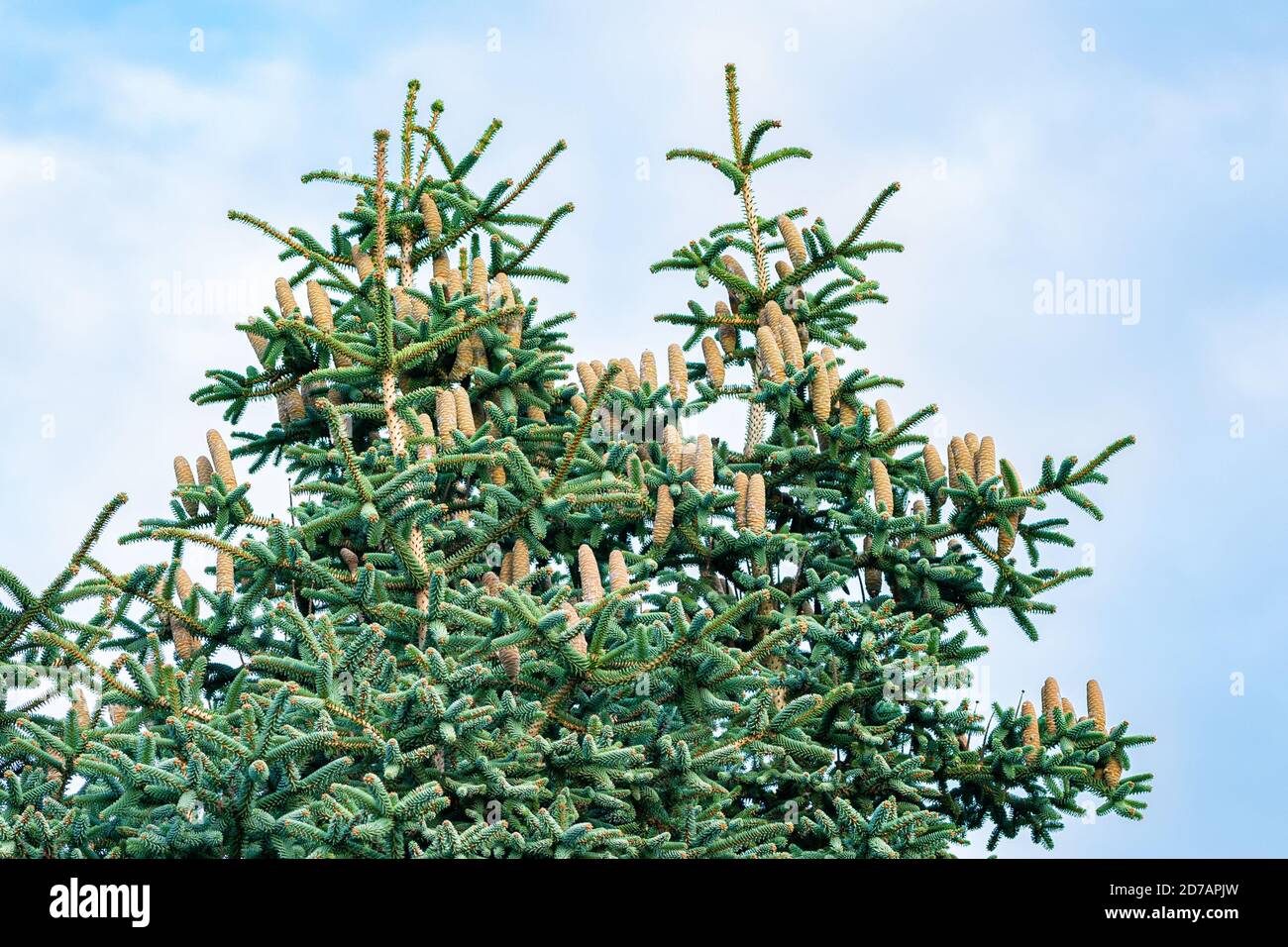 Mature cones of Abies pinsapo (spanish fir), native to the spanish region of Andalusia Stock Photo